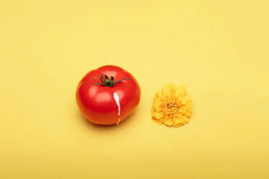 Red tomato and yellow flower on a yellow background, minimalistic and colorful composition.